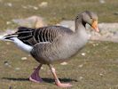 Greylag Goose (WWT Slimbridge April 2013) - pic by Nigel Key